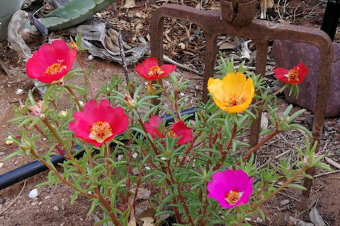 Vagabond Historic - Accommodation Fremantle 1