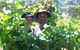 Wimmera Hills Winery - thumb 2