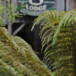The Wombat Cottage - Accommodation Fremantle 0