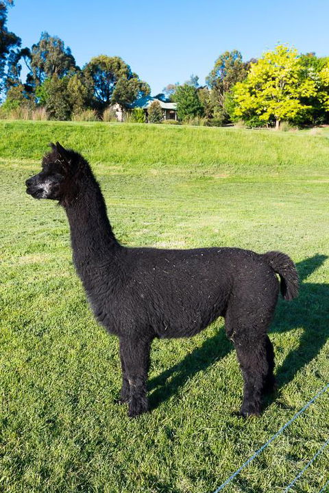 Raynella Alpaca Farmstay - Accommodation Fremantle 2