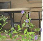Amalie Cottage Waikerie Unit 1 - Accommodation Fremantle