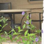 Amalie Cottage Waikerie Unit 1 - Accommodation Fremantle 0