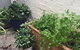 Charming Cottage With Leafy Courtyard - thumb 7