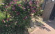 Apple House - thumb 1