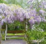 Amelina Cottages - Accommodation Fremantle