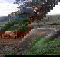 Morella Farm Stay - Accommodation Fremantle