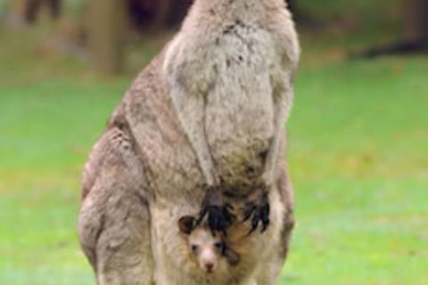 Halls Gap Lakeside Tourist Park - Accommodation Fremantle 1