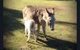 Donkey Tales Farm Cottages - thumb 4