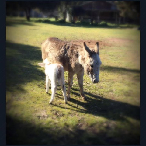 Donkey Tales Farm Cottages - Accommodation Fremantle 4