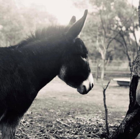 Donkey Tales Farm Cottages - Accommodation Fremantle 3