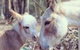 Donkey Tales Farm Cottages - thumb 0