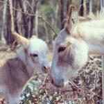 Donkey Tales Farm Cottages - Accommodation Fremantle 0