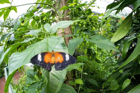 Batchelor Butterfly Farm - Accommodation Fremantle 6
