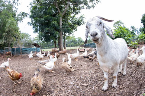 Batchelor Butterfly Farm - Accommodation Fremantle 1