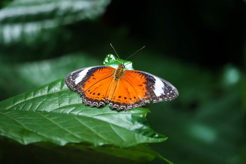 Batchelor Butterfly Farm - Accommodation Fremantle 2