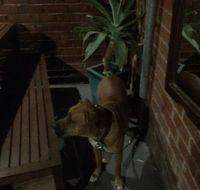 Biff's Bar and Grill - Accommodation Fremantle