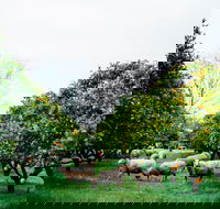 Cambray Cheese Farm Shop - Accommodation Fremantle