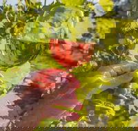 Breakfast Creek Vineyard - Accommodation Fremantle