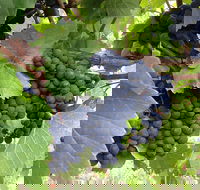 Marcus Hill Vineyard - Accommodation Fremantle