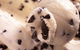 Royal Copenhagen Ice Cream - Glebe - thumb 0
