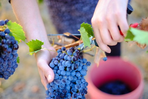 Red Feet Wines - Accommodation Fremantle 1