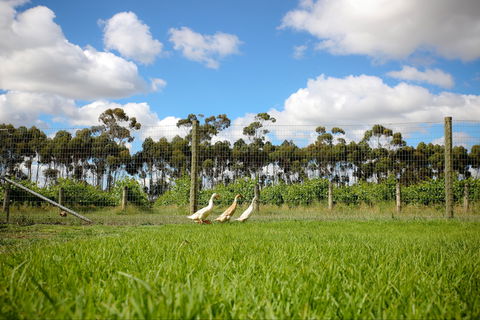 Pierrepoint Wines Cellar Door - Accommodation Fremantle 1
