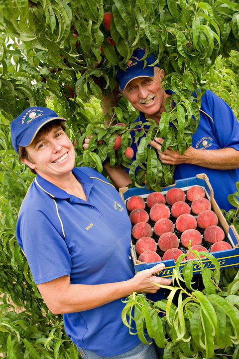 Willayoung Orchard - Accommodation Fremantle 0