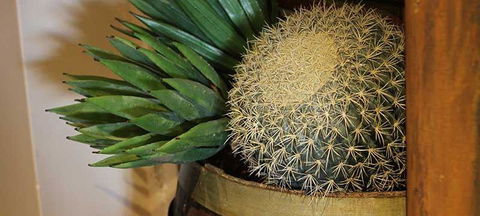 Cactus Jack's Bar & Grill - Accommodation Fremantle 2