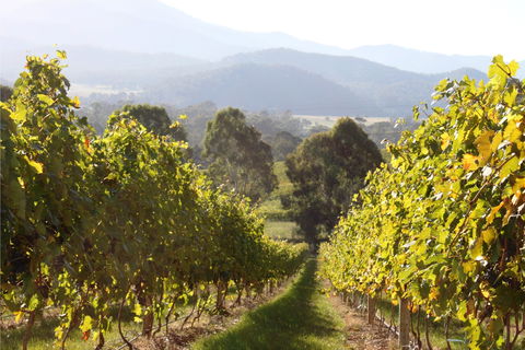 Pizzini Wines King Valley - Accommodation Fremantle 2