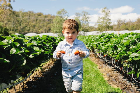 Hillwood Berries Farmgate & Pick Your Own - Accommodation Fremantle 0