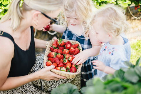 Hillwood Berries Farmgate & Pick Your Own - Accommodation Fremantle 2