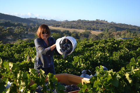 Serengale Vineyard - Accommodation Fremantle 2