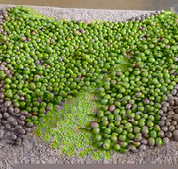 Wattle Hill Olives - Accommodation Fremantle