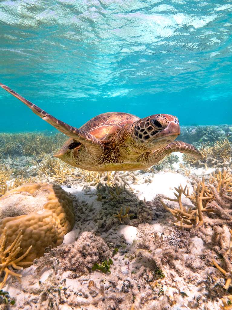 Heron Island QLD Accommodation Fremantle