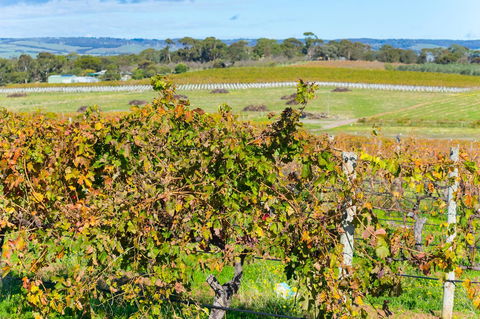 Sun & Surf Aldinga Beach Apartment - Accommodation Fremantle 15