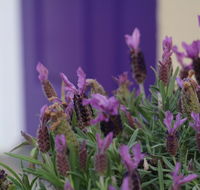 The Purple Door on Seaview - Accommodation Fremantle