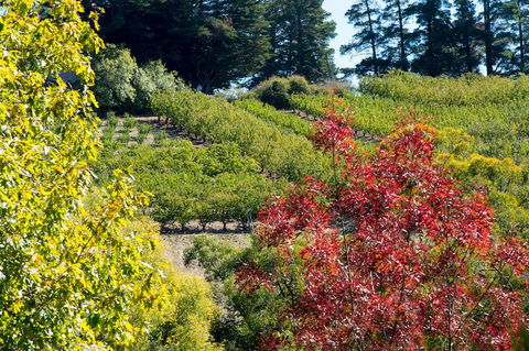 The Manor Basket Range - Accommodation Fremantle 16