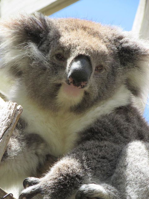 Lazy Days Cottage - Victor Harbor - Accommodation Fremantle 10