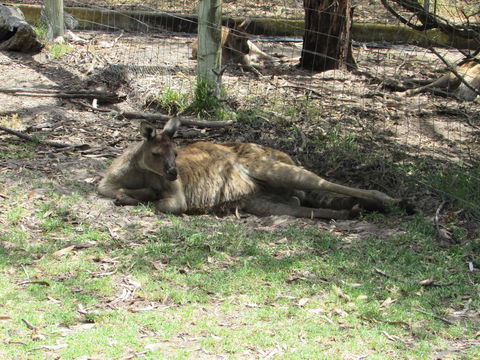 Lazy Days Cottage - Victor Harbor - Accommodation Fremantle 11