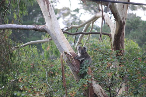 Pirralilla Estate Adelaide Hills - Accommodation Fremantle 24