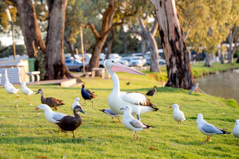 BIG4 Renmark Riverfront Holiday Park - Accommodation Fremantle 9