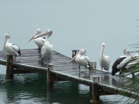 Pelican H2O One & Two Bedroom Apartments - Accommodation Fremantle 6
