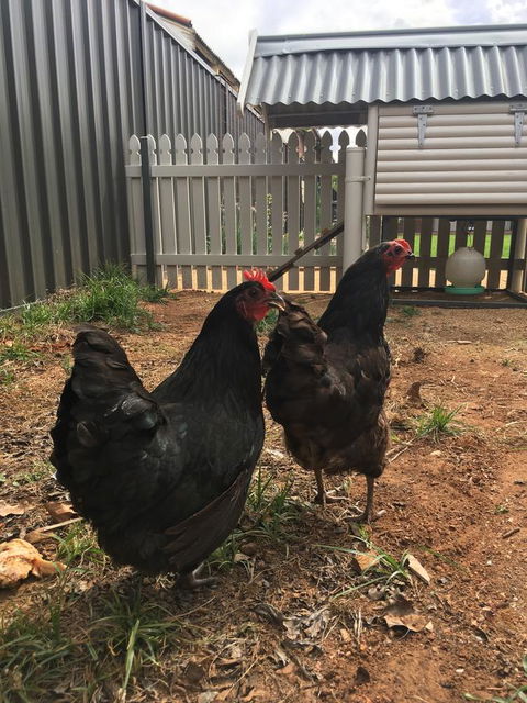Thelma's Temora - Accommodation Fremantle 13