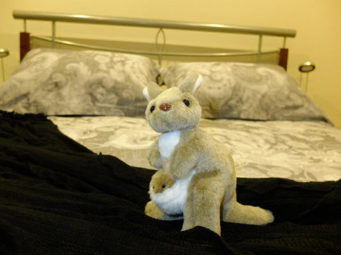 Rock Wallaby - Accommodation Fremantle 17