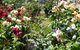 Cabernet Cottage - thumb 3