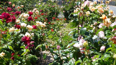 Cabernet Cottage - Accommodation Fremantle 3