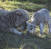 Clandulla Cottages  Farmstay - Accommodation Fremantle
