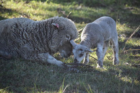 Clandulla Cottages & Farmstay - Accommodation Fremantle 0