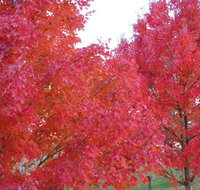 HEALESVILLE GETAWAY - Accommodation Fremantle