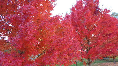 HEALESVILLE GETAWAY - Accommodation Fremantle 0